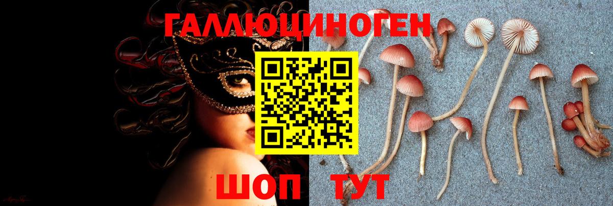 Псилоцибиновые грибы Psilocybe Чапаевск
